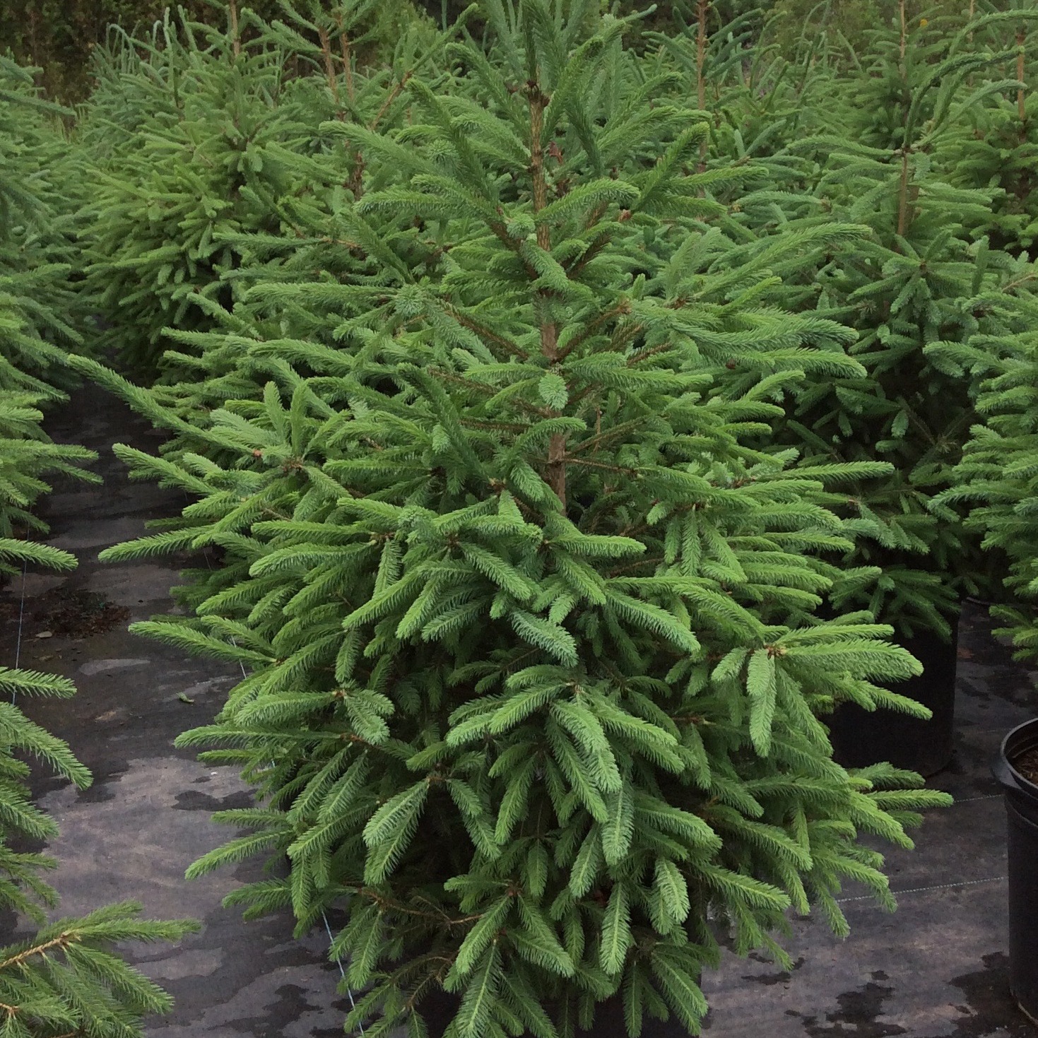 Identifiez les Arbres de la forêt boréale